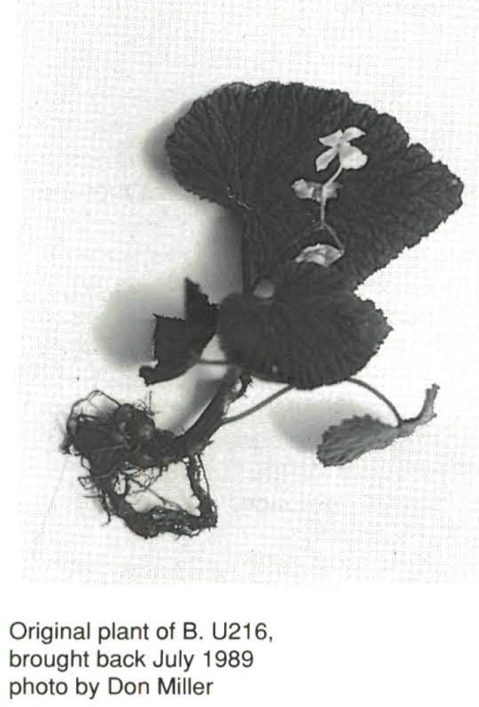 B. u261